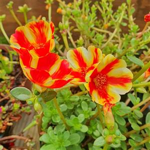 Portullaca 3 L Bag Each  GARDEN MARKET PLACE  NO 1 Gardens Road. HILLCREST