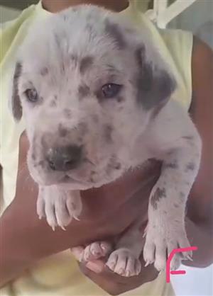 Great Dane puppies available 
