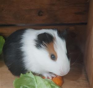 Guinea pig