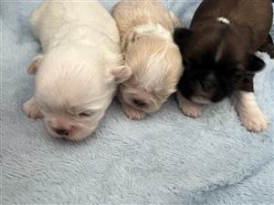 ShihTzu puppies for sale