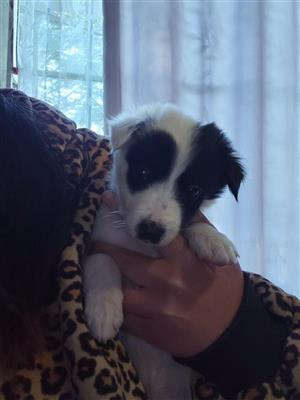 Border collies 
