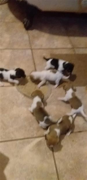 Fox terrier puppies and jack russel puppies
