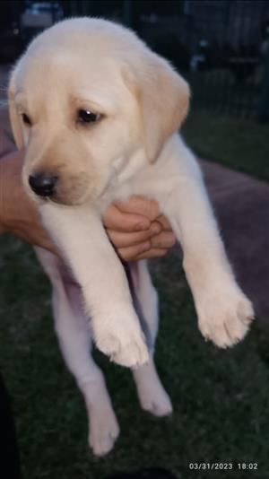 Beautiful labrador puppies available 