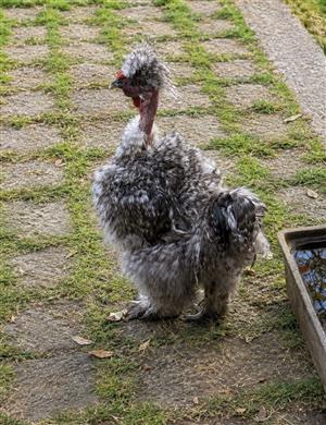 Turkey and Chickens for sale