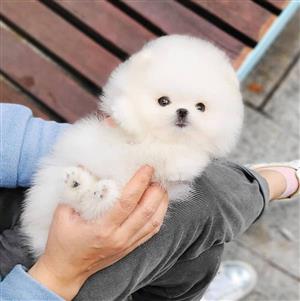 Male and female Pomeranian Spitz puppies are 10 weeks old, purebreed ,snow white