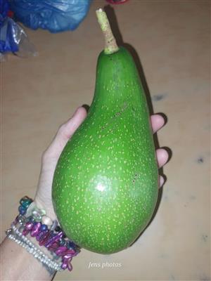 Avocado farm