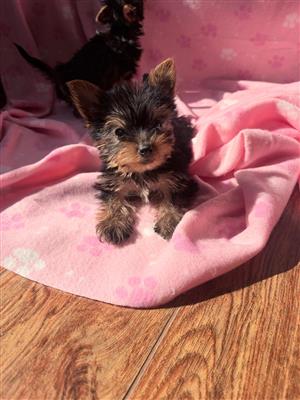 Yorkie puppies