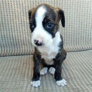Boston Terrier Cross Labrador Puppies For Sale!