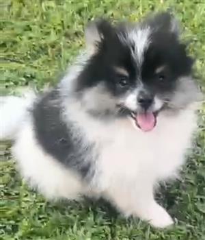 1x MALE POMERANIAN PUP IN DOORNPOORT, PRETORIA