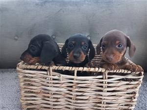 Male Miniature Dachshund Pups 