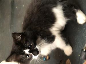 Gracious Himalayan Ragdoll males