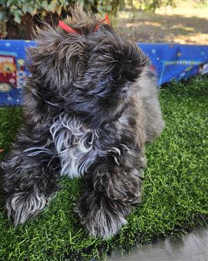 Adorable Shih Tzu puppies