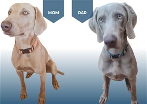 WEIMERANER PUPPIES FOR SALE