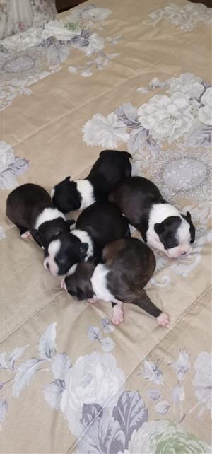 Boston terrier