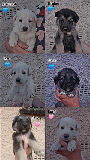 German shepherd puppies 