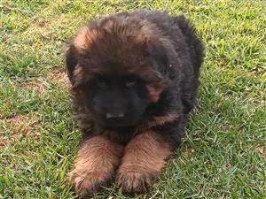 German Shepherd Pedigree Puppy for sale