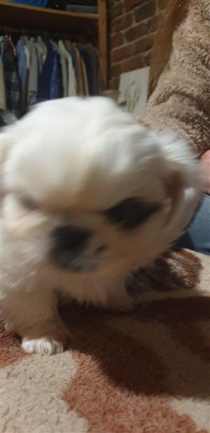 Pekingese puppies for sale to be picked up at Swartruggens 