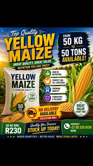 Yellow maize corn kernels 
