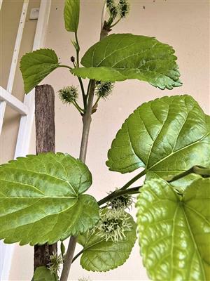 Fruit-bearing Blackmulberry Tree 1m+ tall 