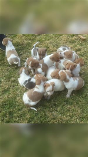 Jack Russel pups