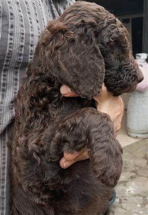 French Poodle Standard (big type) 