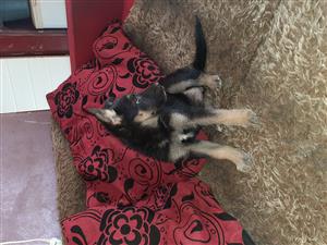 Purebred germanshepherd puppies available ready for  their new homes 