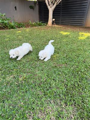 Purebred Maltese Puppies 