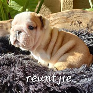 Gorgeous English bulldog puppies available