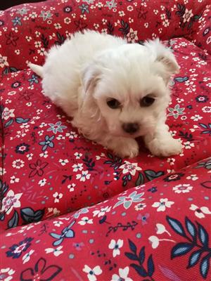 Beautiful Miniature Maltese puppies available