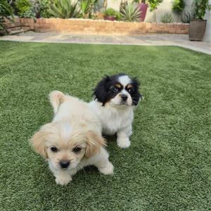 Dachshund Pekingese Mix Puppies