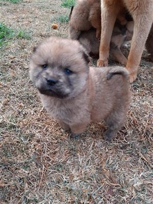 5 x Thoroughbred Chows for sale vaccinated/dewormed 6 weeks old