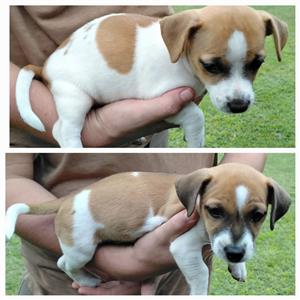 Jack Russell puppies. 