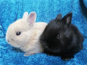 Netherland dwarf Rabbits