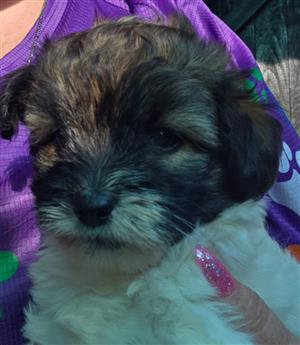 White and Brown Maltese Femalw