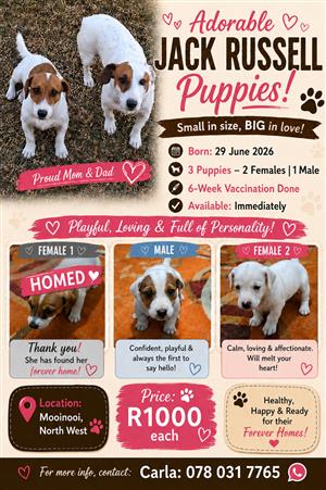 Jack Russel Puppies ready for new homes!
