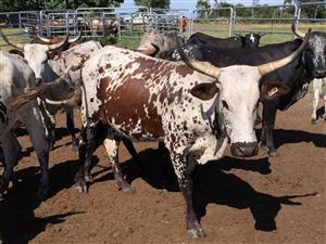 Well Developed Farm Awaiting New Owners