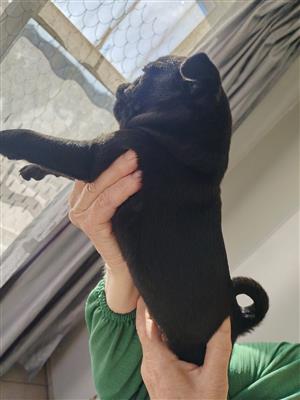 Adorable Pug puppies available