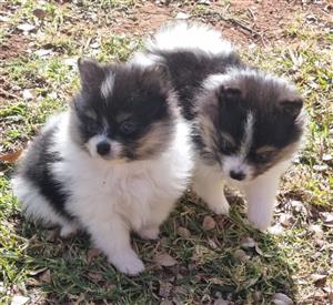 Toy pom male puppies 