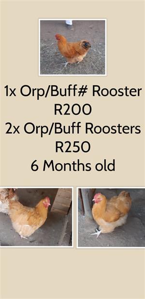 Live stock- 3 Orp/buff Roosters for sale. 