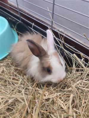 Jersey wooly rabbits 