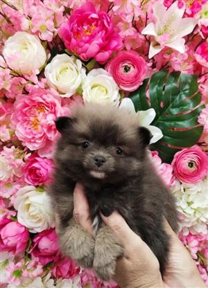 pomeranians