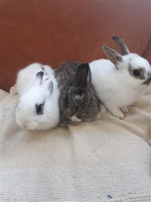 3 baby rabbits 
