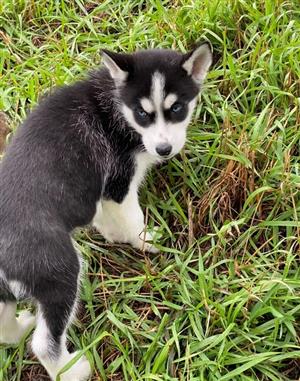 Female Siberian Husky Puppy For Sale