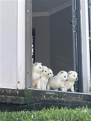 Swiss shepherd puppies