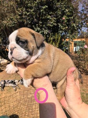 Gorgeous English bulldog puppies available