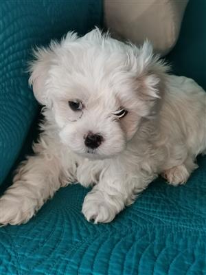 Maltese puppies available immediately 