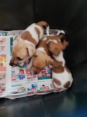Jack Russell puppies 