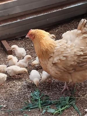 Buff Orpington chicks, hens, rooster
