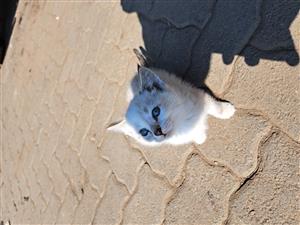 Kittens available 