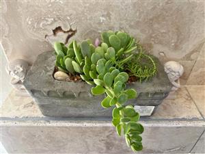 Creeping Jade succulent in a cement planter pot